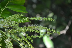 Kingiodendron pinnatum